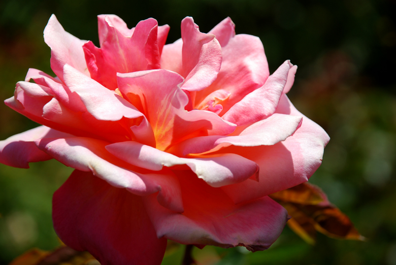 DSC_0343 A.jpg