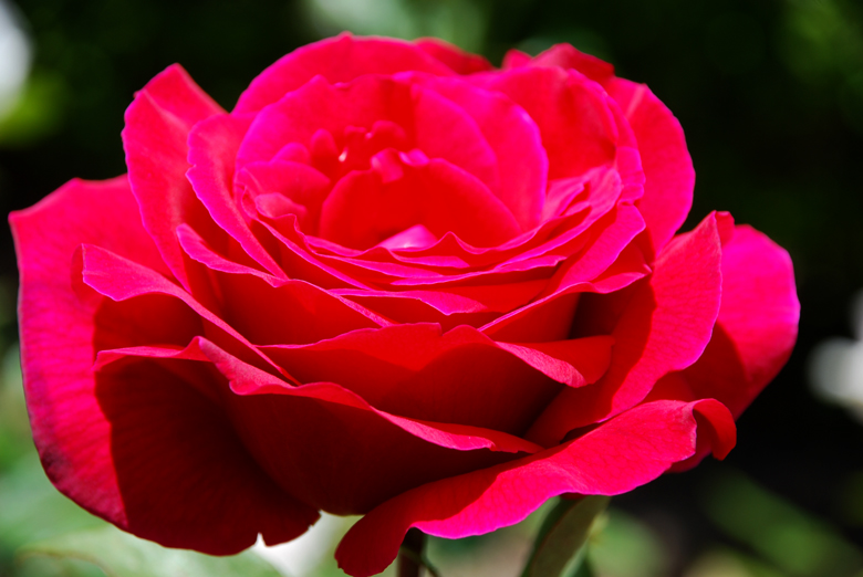 DSC_0412 a.jpg