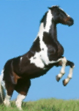 horse3.jpg