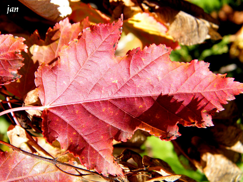 DSCF4051=0.jpg