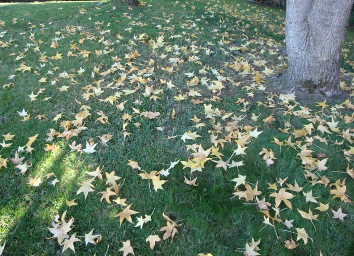 DSC02207.JPG
