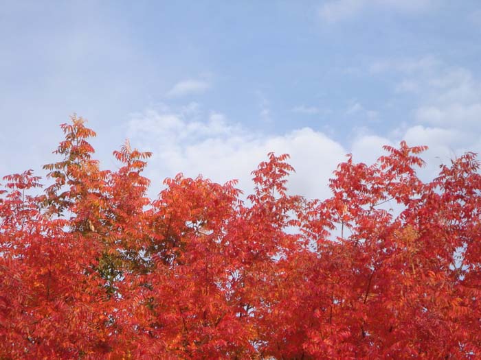 DSC02297.JPG