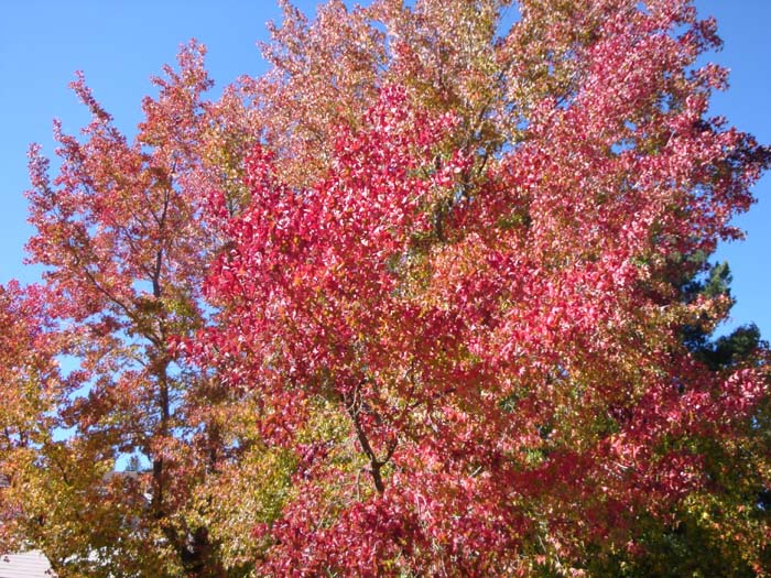 DSC02211.JPG