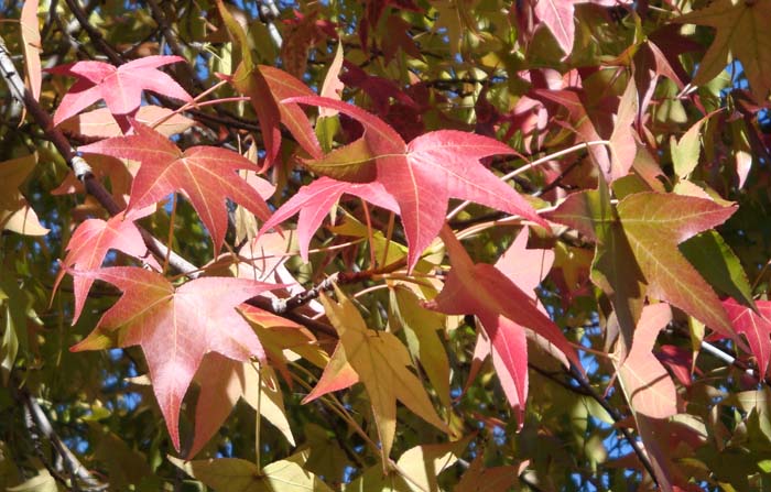 DSC02216.JPG