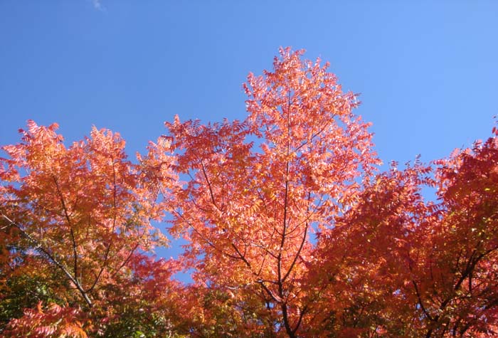 DSC02234.JPG