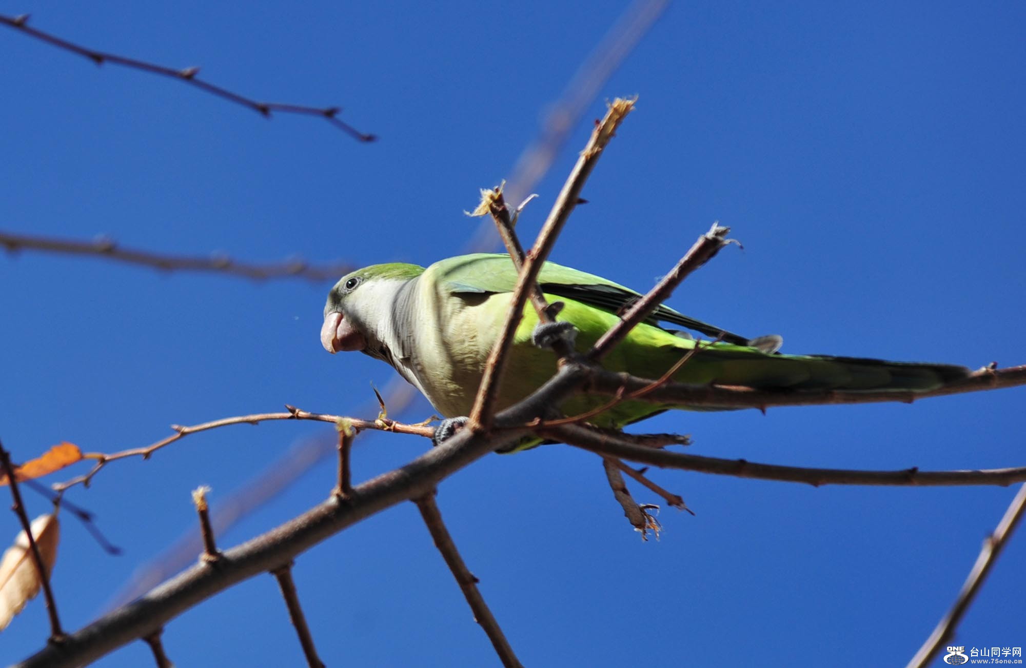 DSC_2667-1.jpg