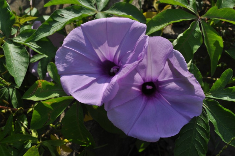 DSC_1512.jpg