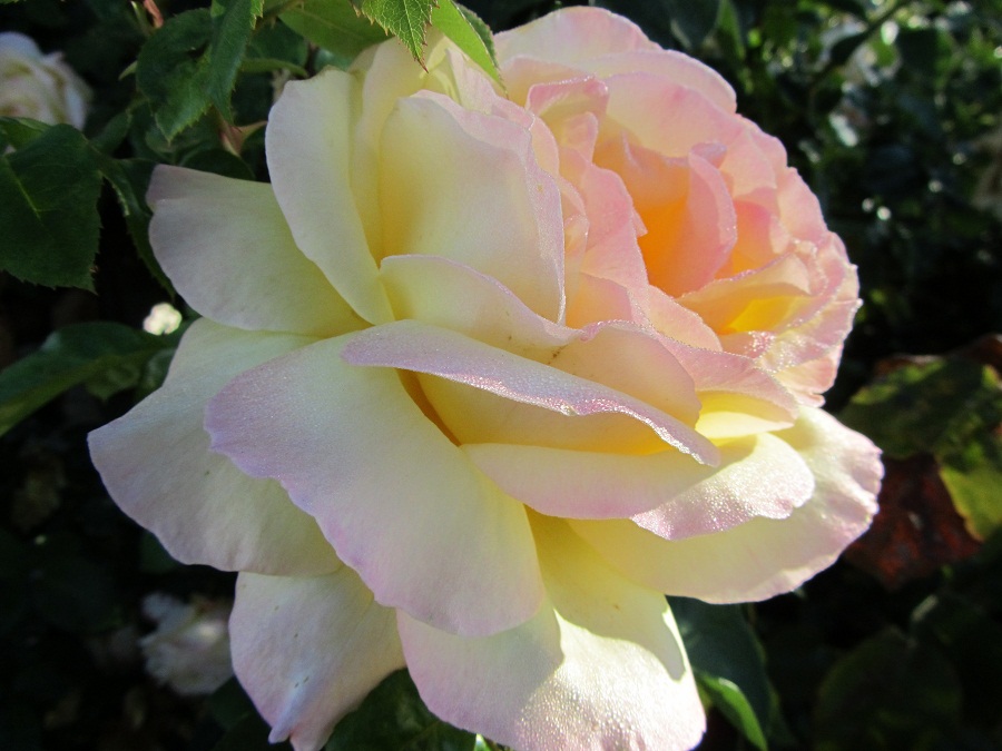 n002.jpg