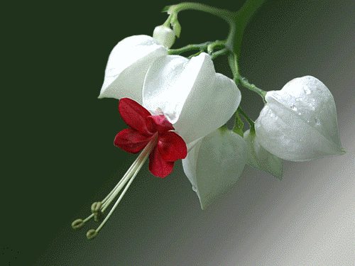 20090402_73c1d38ae6a7473420814rMmNZkqnZaM.gif