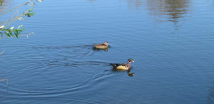 IMG_0407_cut.JPG