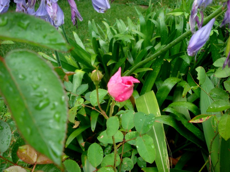 DSC06507 [800x600].jpg