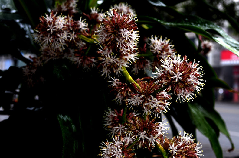 DSC_0074.jpg