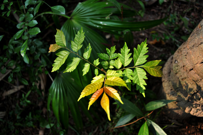 DSC_0066.jpg
