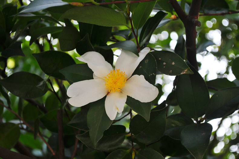 DSC_0071.jpg
