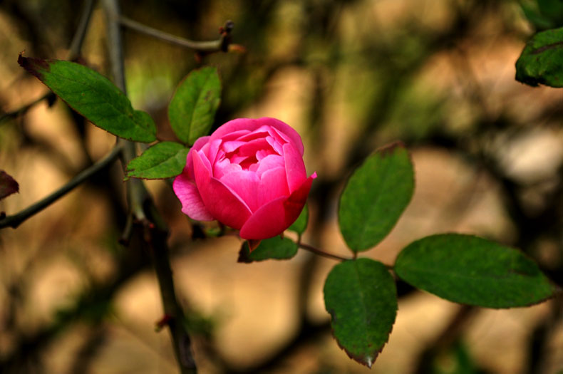 DSC_0120.jpg