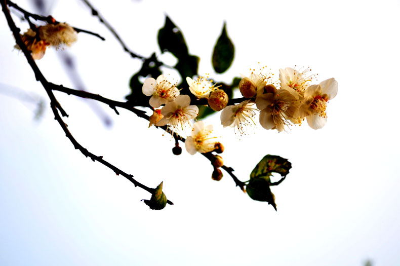 DSC_0117.jpg