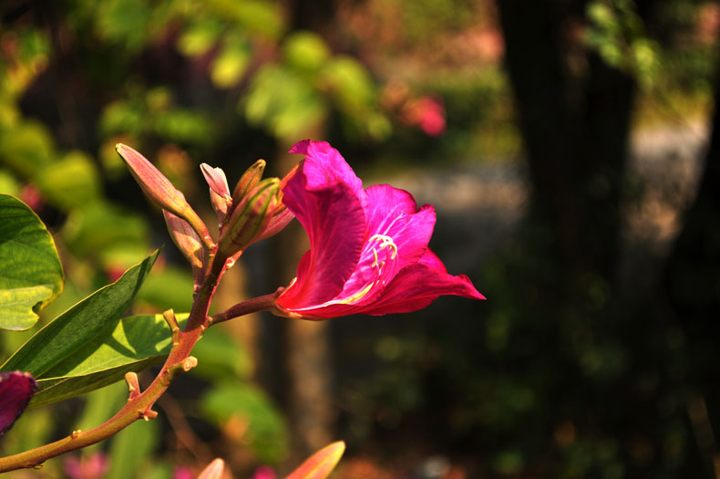 DSC_0078.jpg