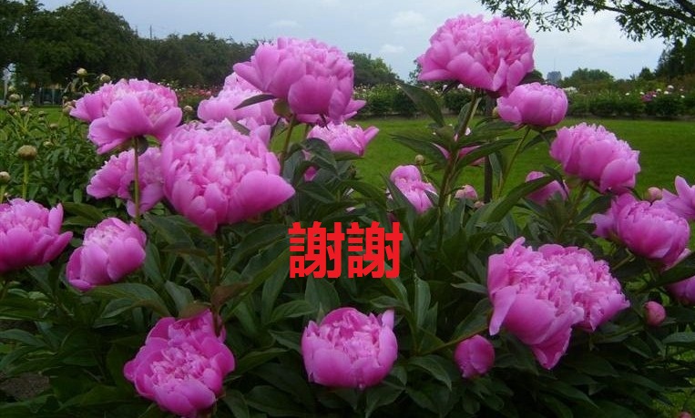 201064133522-copy1.jpg