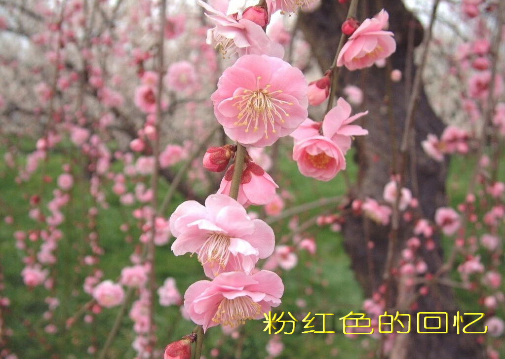 xuem.jpg