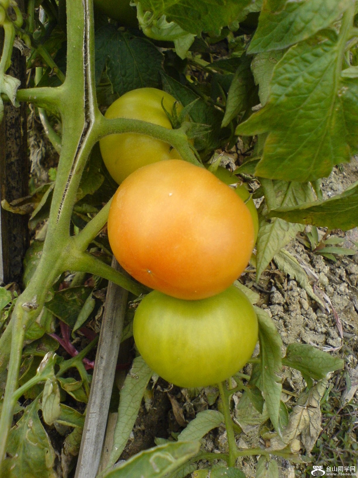 DSC05231.JPG