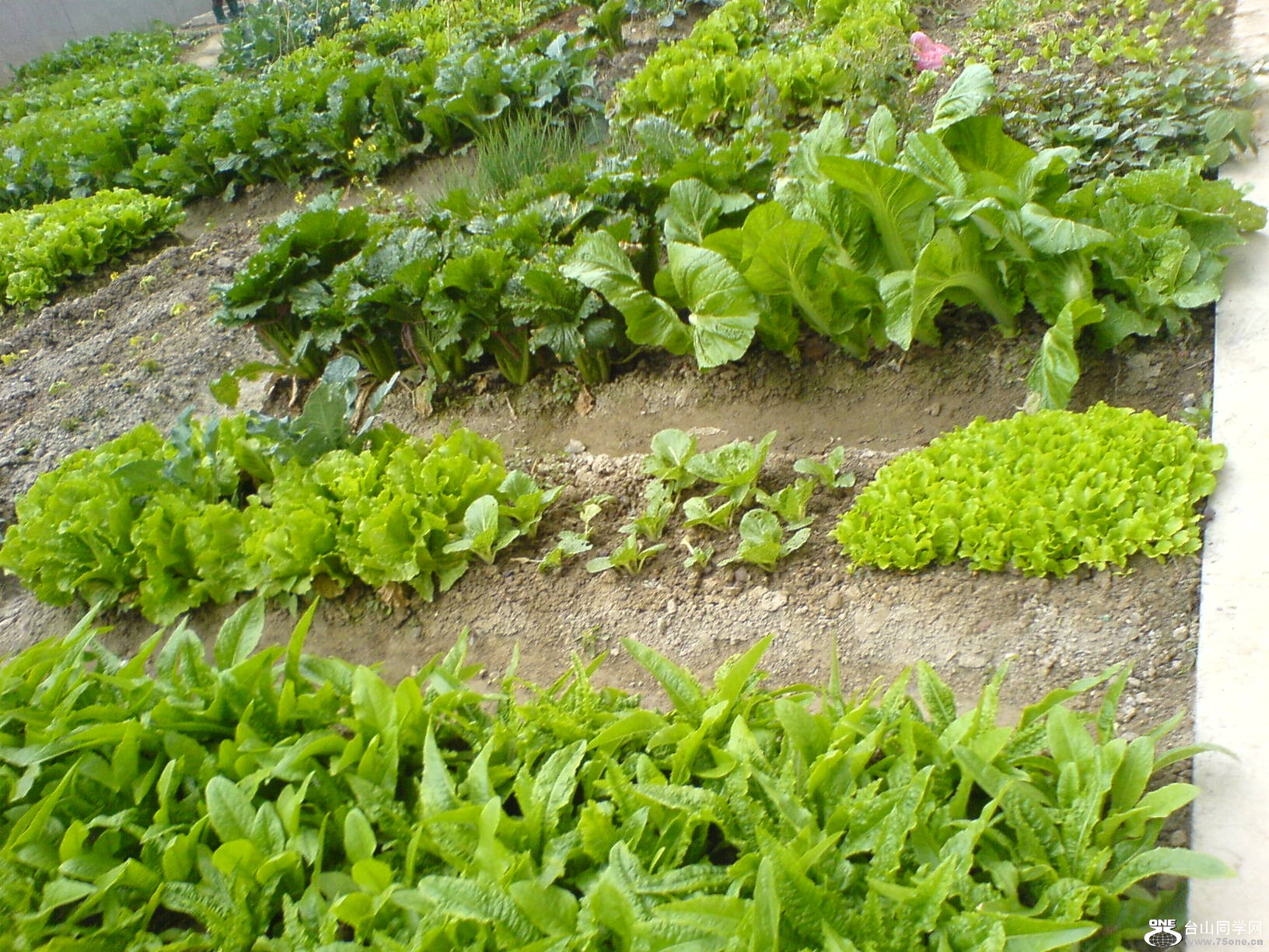 DSC05238.JPG