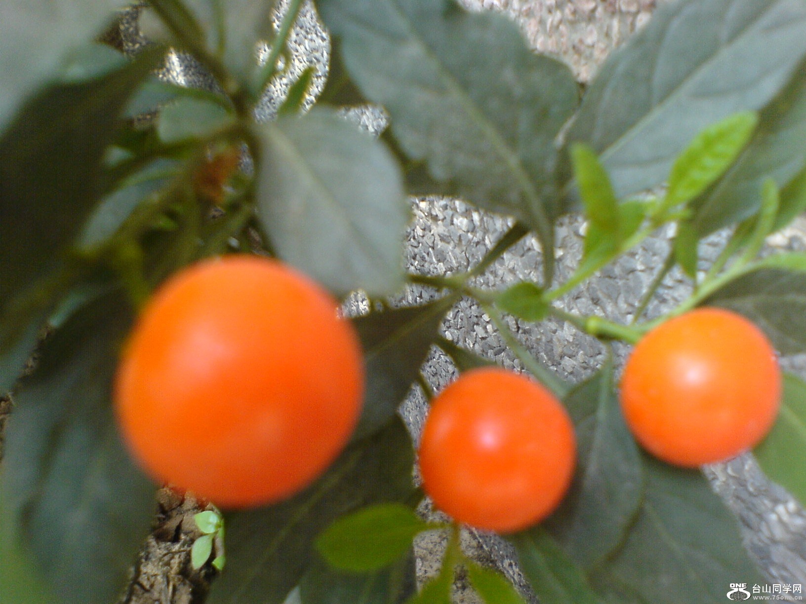 DSC00506.JPG