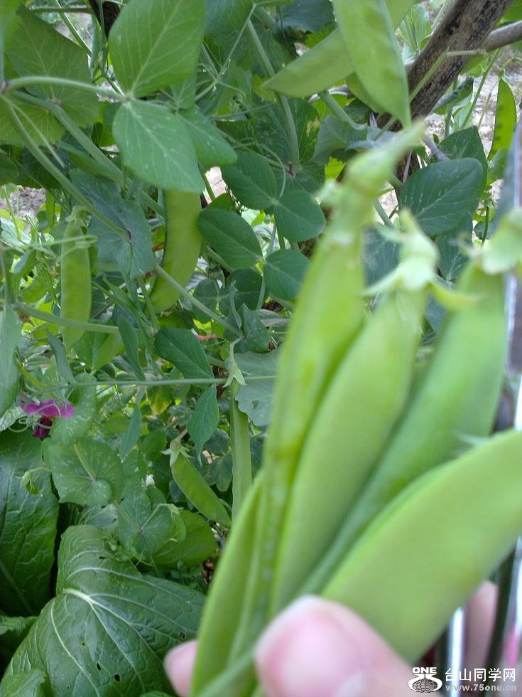 20110130287.jpg