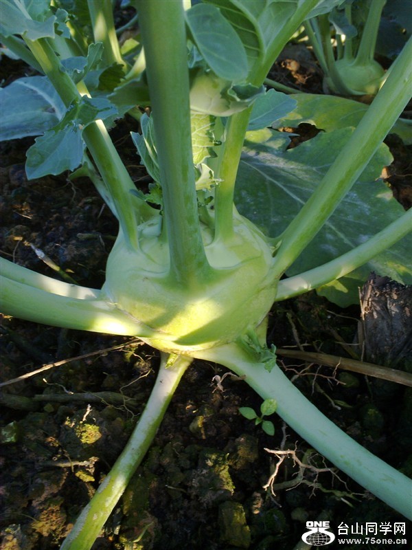 20100131186.jpg