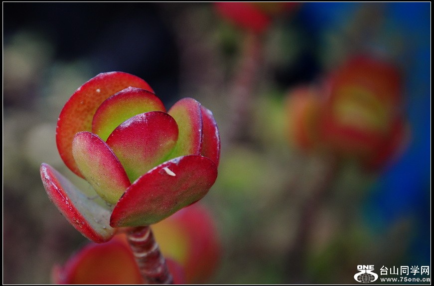 DSC_8605.jpg