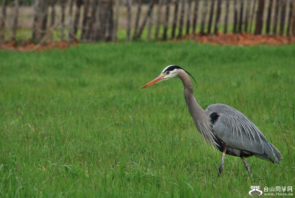 DSC_0175.JPG