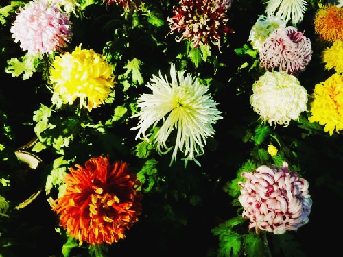 500_2010121005383982993_conew1.jpg