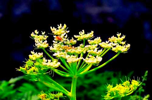 500_2011010113184124791_conew1.jpg