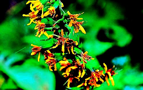 500_2011010113184160293_conew1.jpg