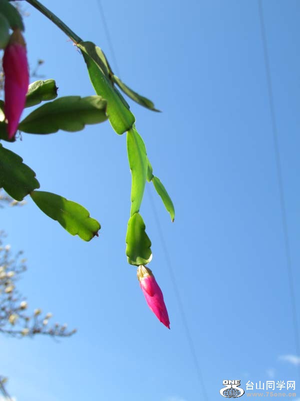 IMG_2455.JPG