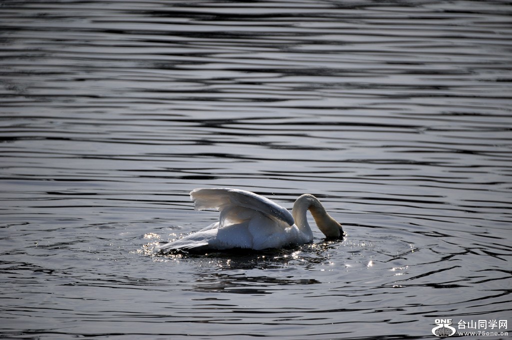 DSC_4171.jpg