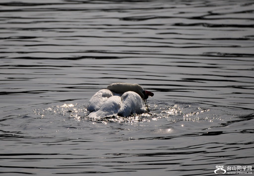 DSC_4172.jpg