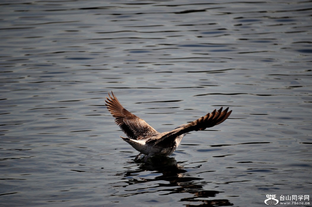 DSC_4176.jpg