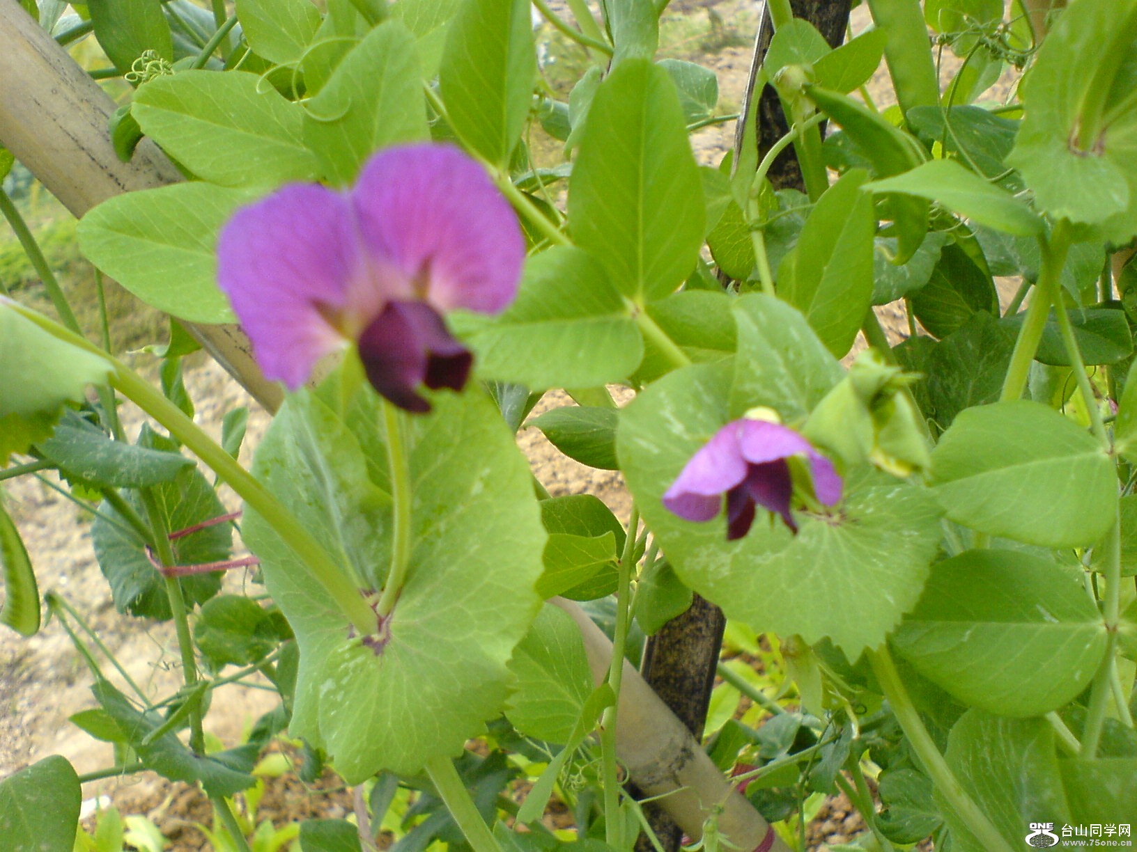 DSC05221.JPG