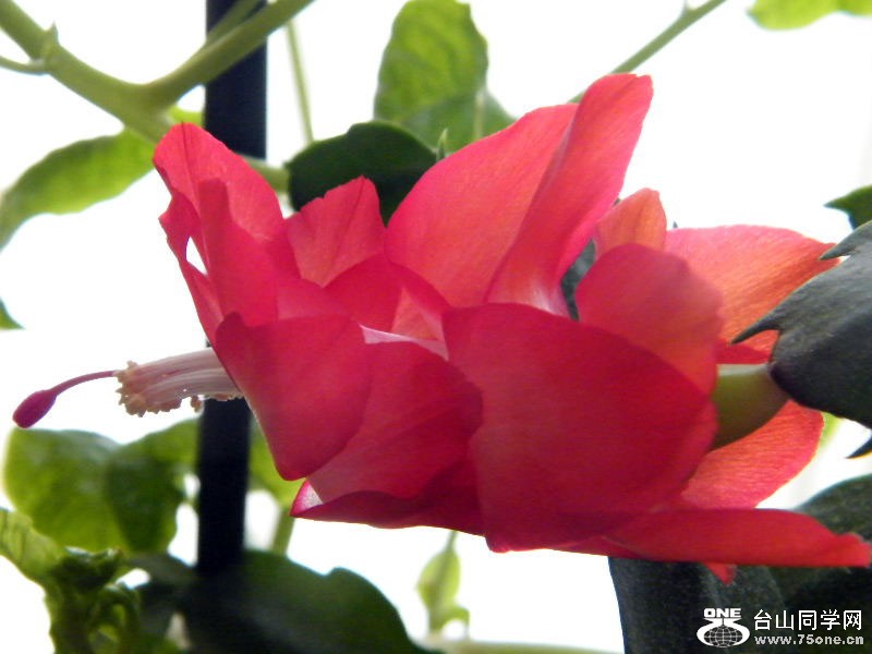DSCF6155.JPG