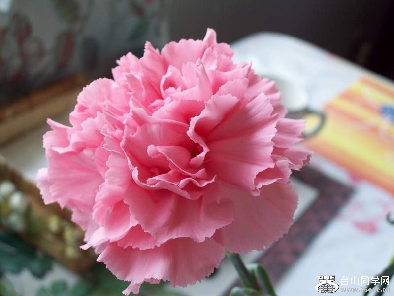 100_0063.JPG