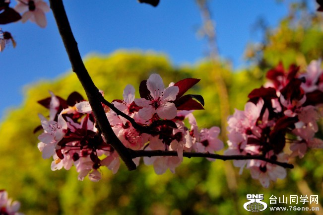 DSC_4421_conew1.jpg