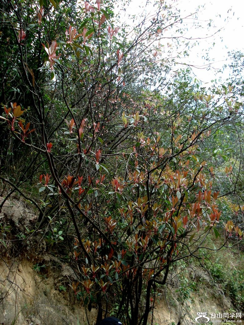 DSC01242.jpg