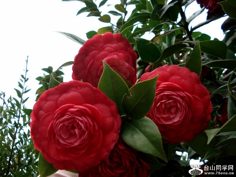 DSC01394.jpg