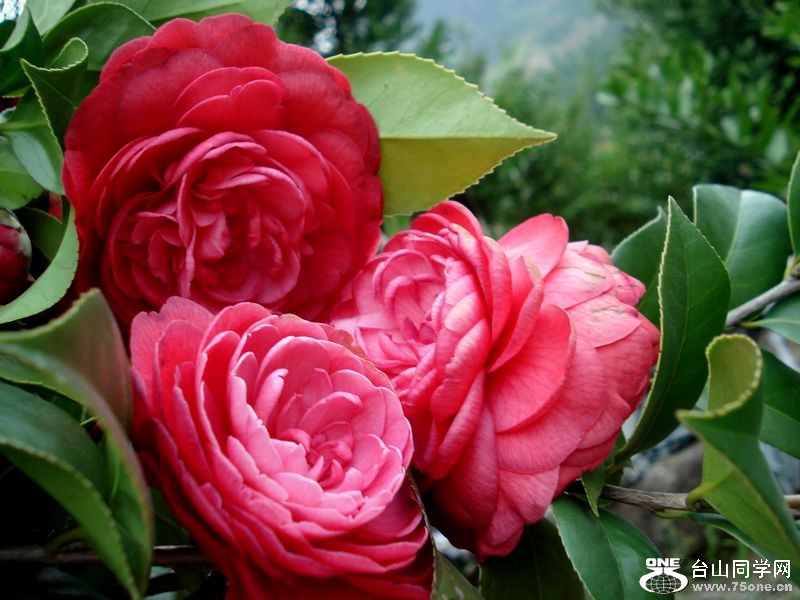DSC01397.jpg