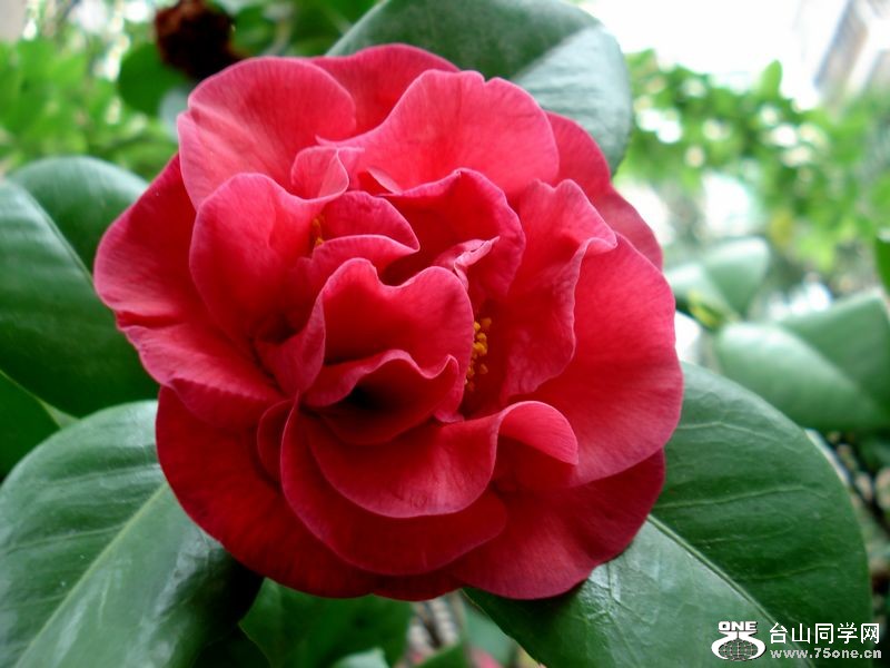 DSC01433.jpg
