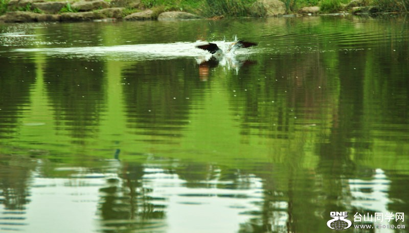 p1.jpg