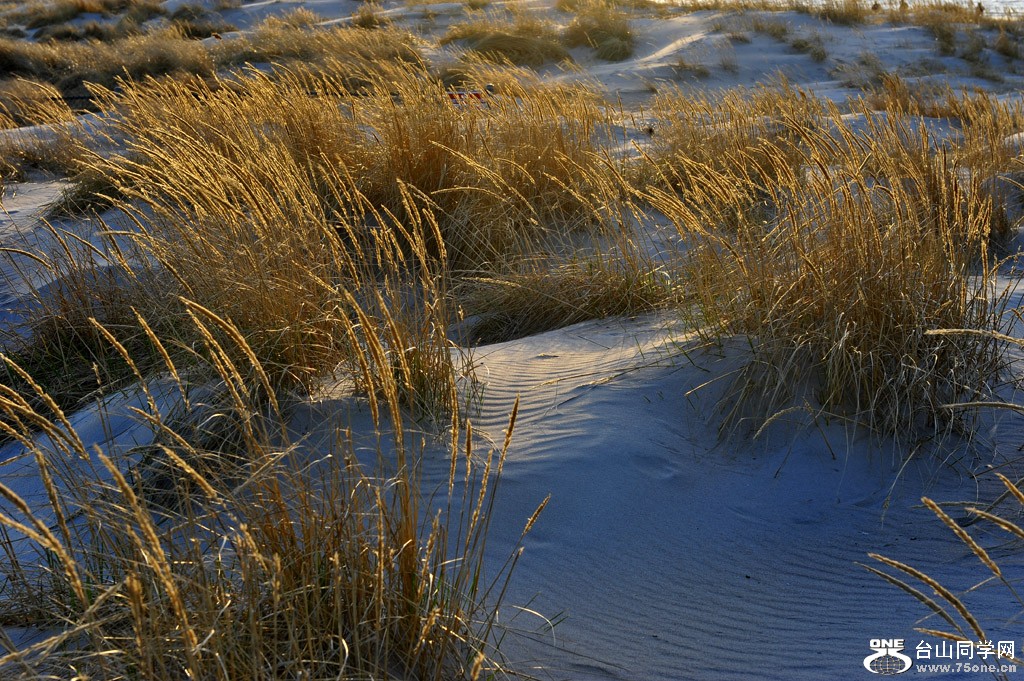 DSC_0016-1.jpg