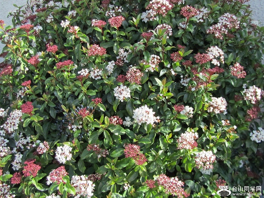 n017.jpg