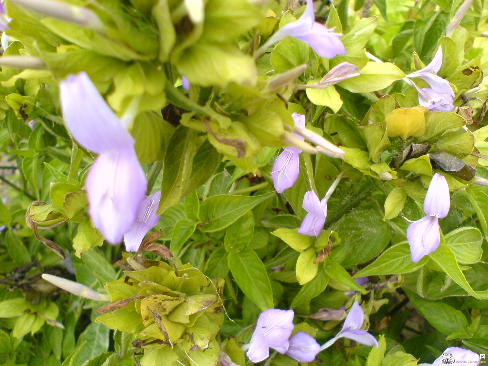 DSC05346.JPG