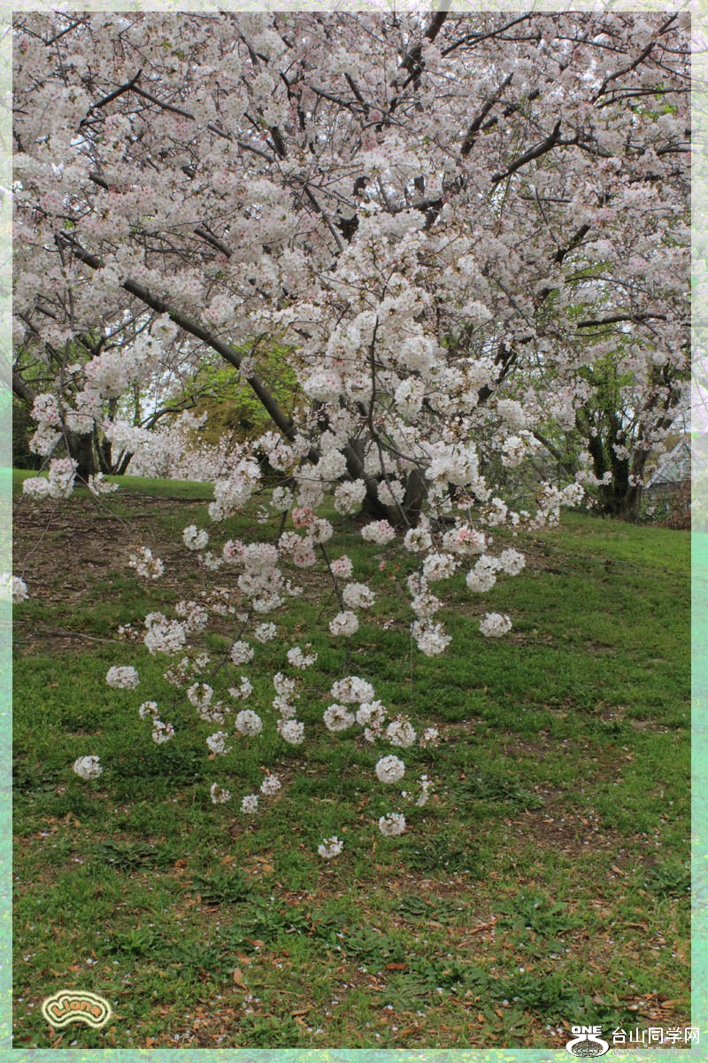 cherry01.jpg